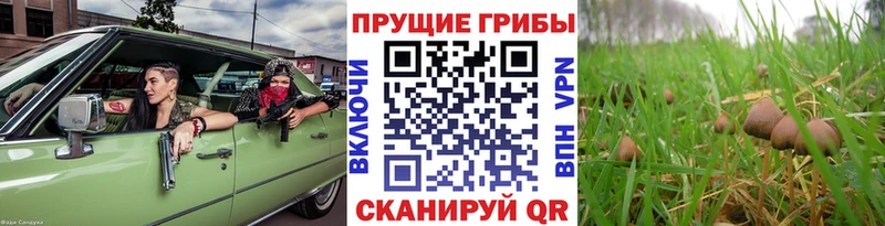купить   Юрьев-Польский  Псилоцибиновые грибы Psilocybe 